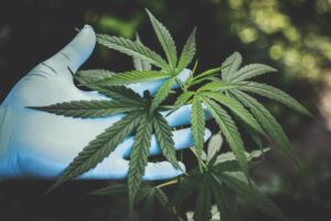 Brief Guide to using CBD in Scotland