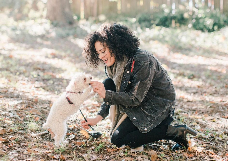 Brief Guide to Introducing CBD to Your Pets
