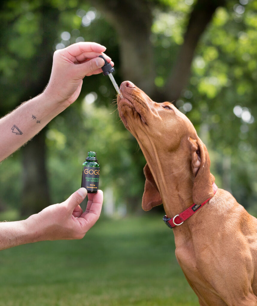 feeding-dog